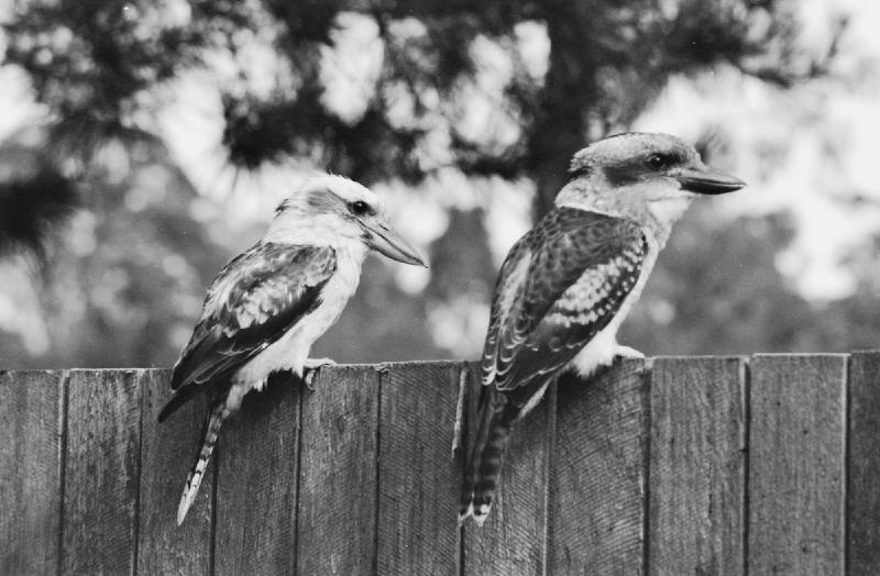 kookaburras_1-1.jpg