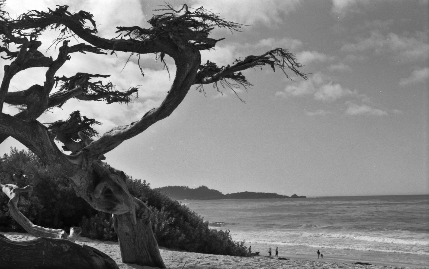 Trees over Monterrey Beach - about 1992.