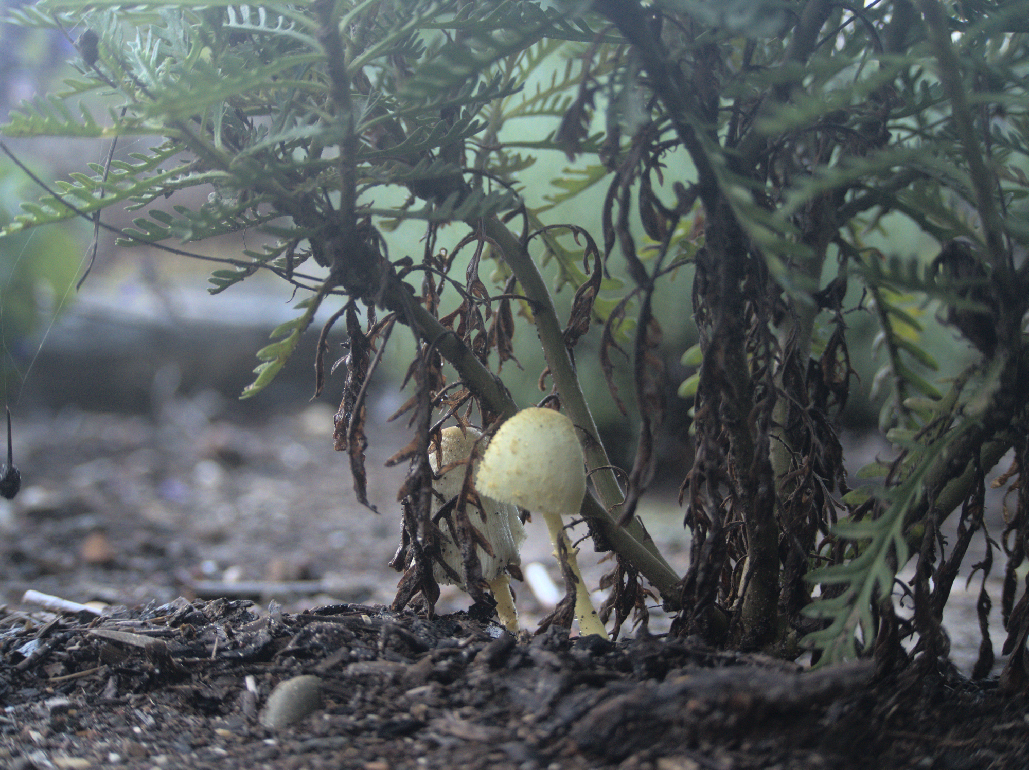 Mushrooms seeking shelter