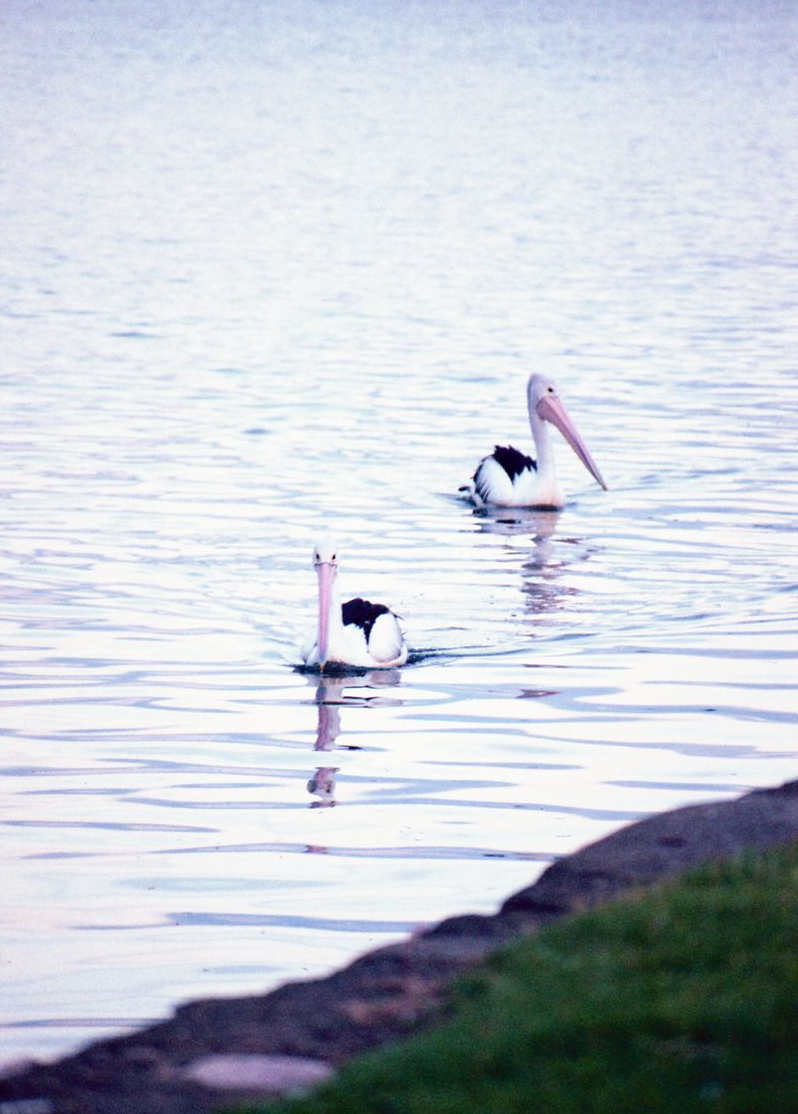 A pair of Pelicans